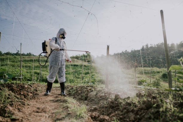 Best Termite Control Services  in Veedersburg, IN