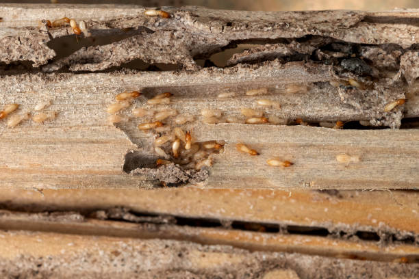Best Flea Control Services  in Veedersburg, IN
